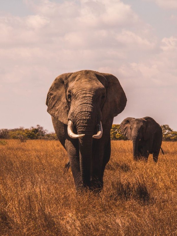 An african elephant walking towards the camera