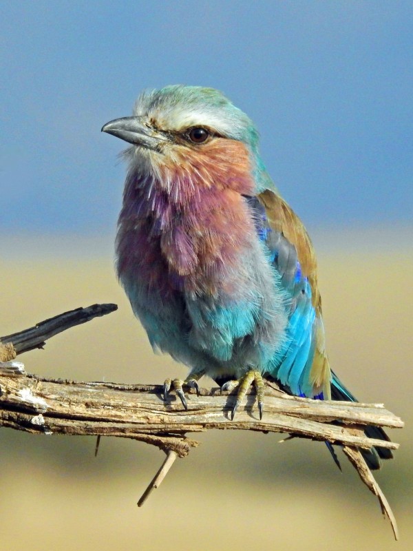 A lilac-breasted roller sitting on a branch