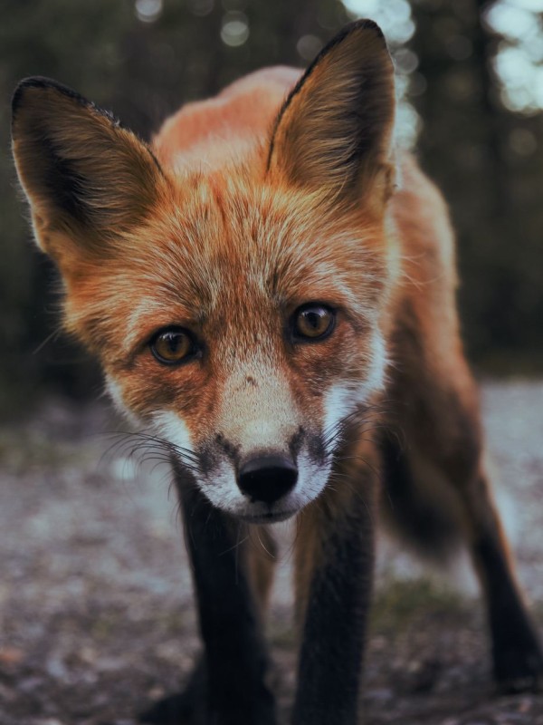A fox staring at the camera